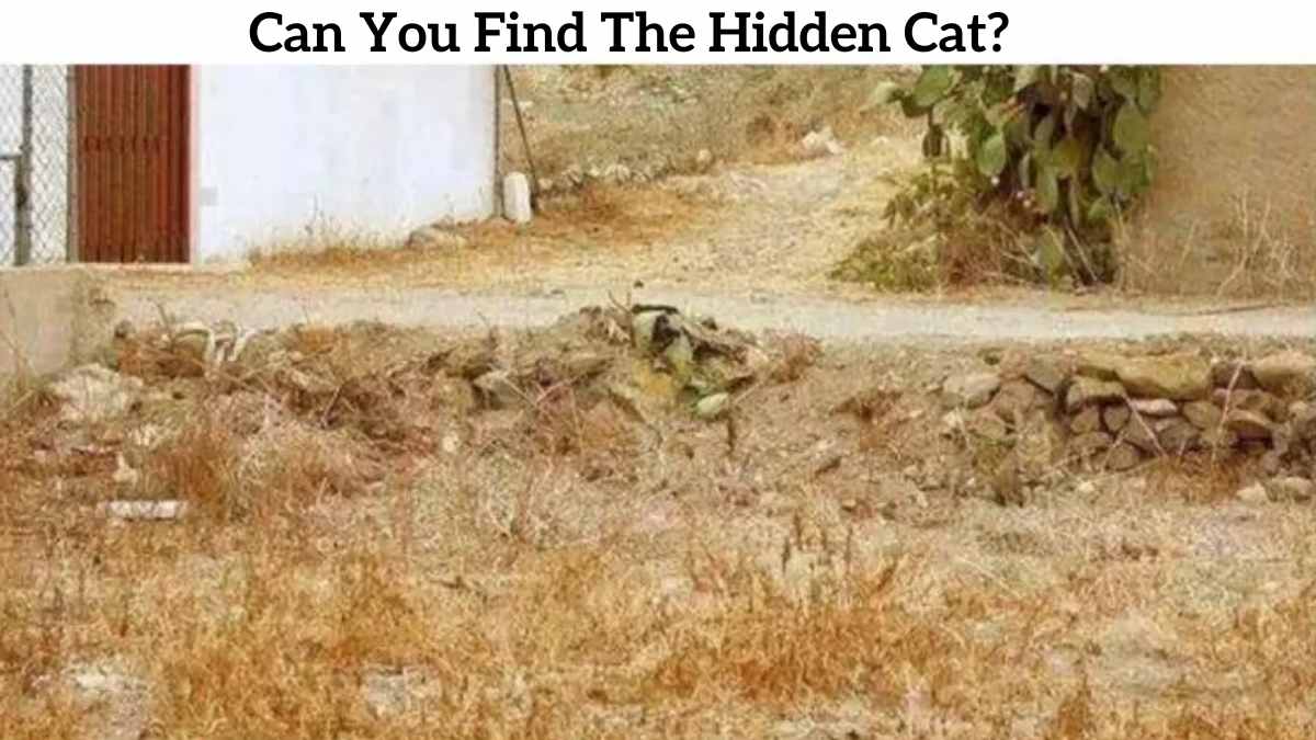 Oh No, Kitty Lost! Can You Find The Cat In This Optical Illusion In 7 Seconds?